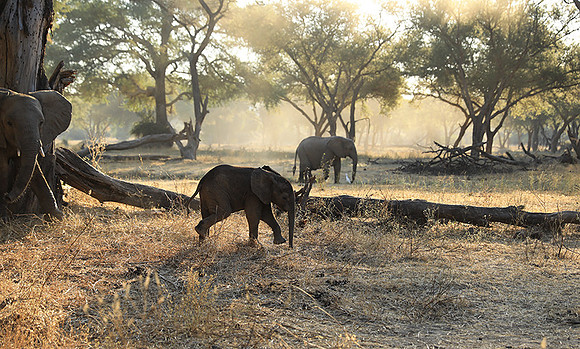 Lower Zambezi