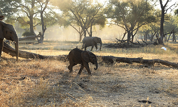 Lower Zambezi