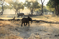 Lower Zambezi