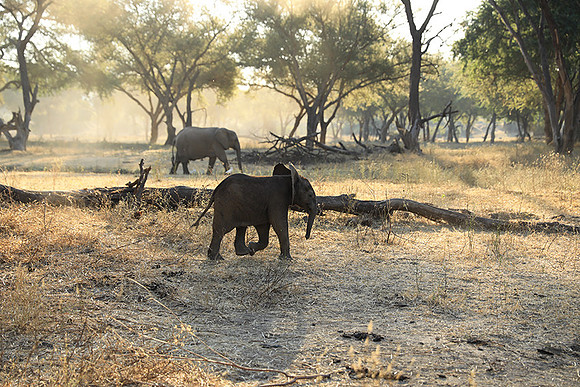 Lower Zambezi