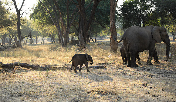 Lower Zambezi