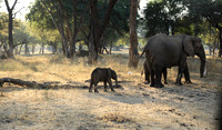 Lower Zambezi