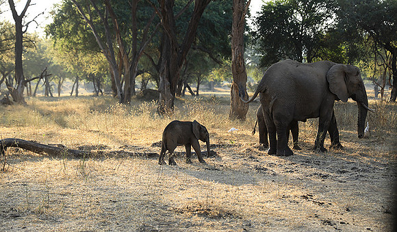 Lower Zambezi