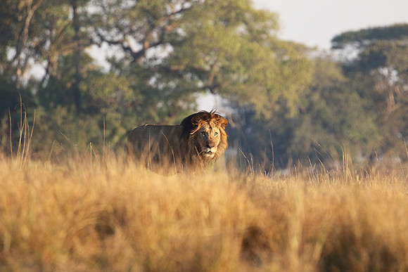 Lion General - Kafue NP