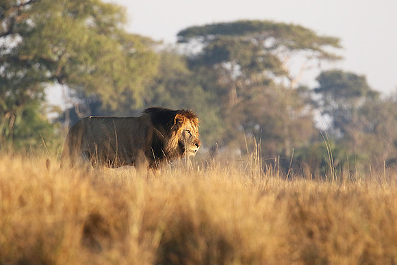 Lion General - Kafue NP