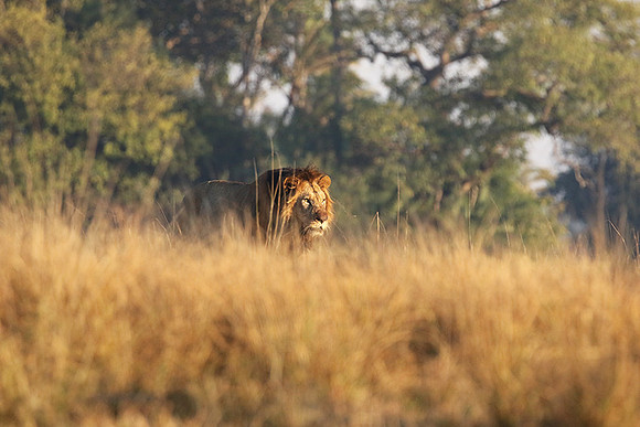 Lion General - Kafue NP
