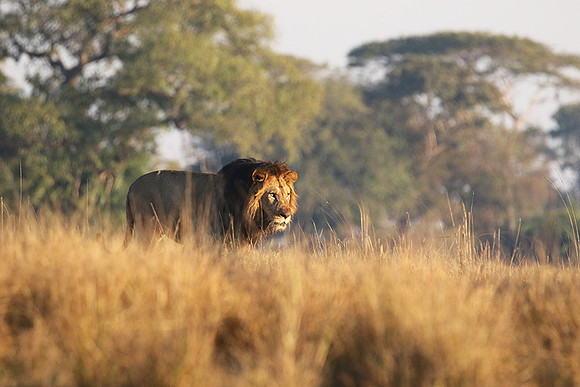 Lion General - Kafue NP