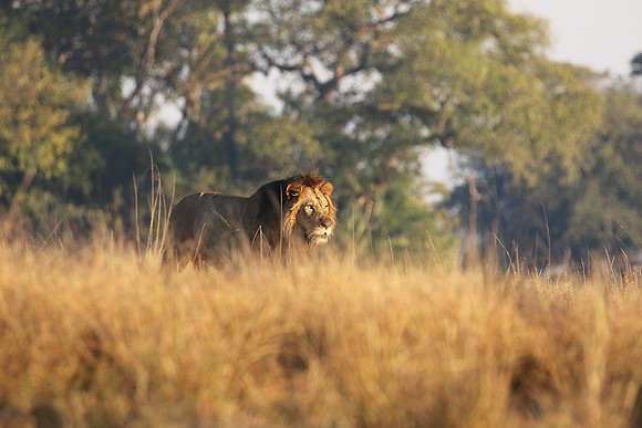 Lion General - Kafue NP