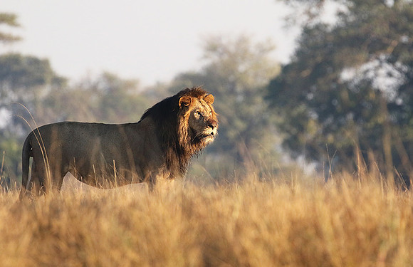 Lion General - Kafue NP