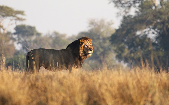 Lion General - Kafue NP
