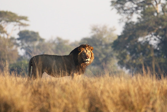 Lion General - Kafue NP