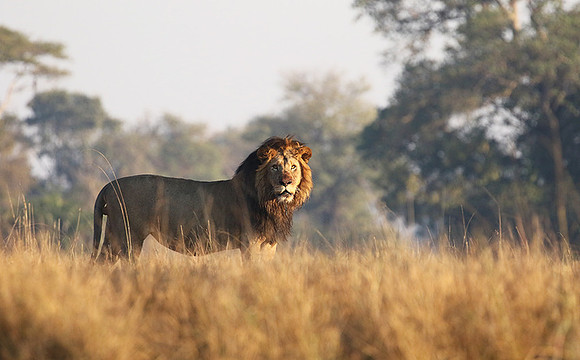 Lion General - Kafue NP