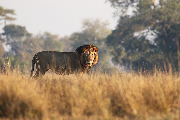 Lion General - Kafue NP