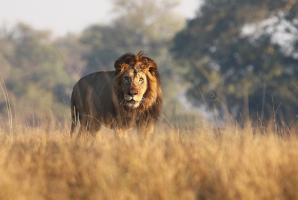 Lion General - Kafue NP