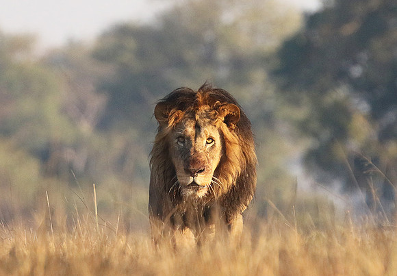 Lion General - Kafue NP