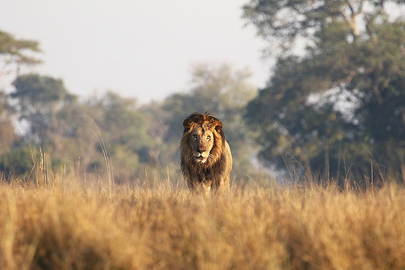 Lion General - Kafue NP