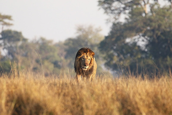Lion General - Kafue NP