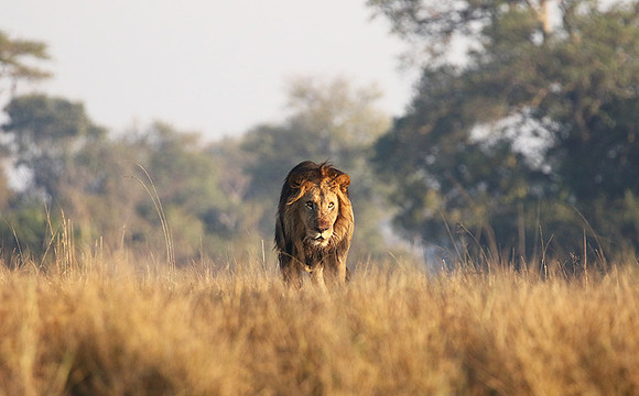 Lion General - Kafue NP