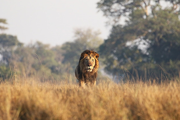 Lion General - Kafue NP