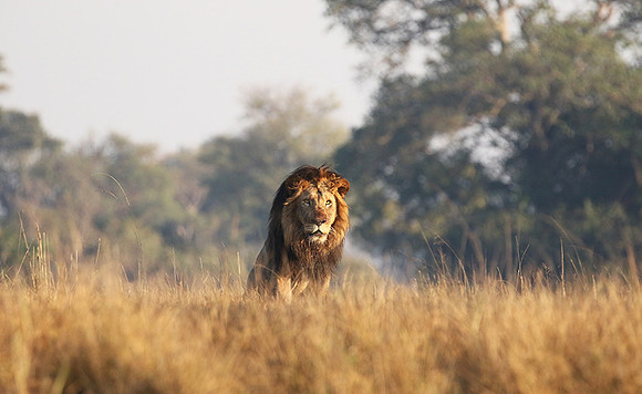 Lion General - Kafue NP