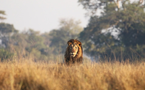 Lion General - Kafue NP