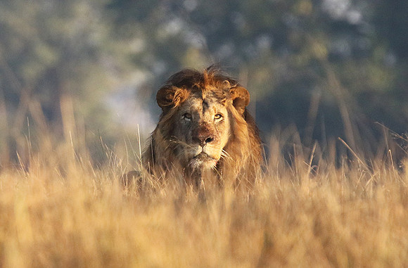 Lion General - Kafue NP