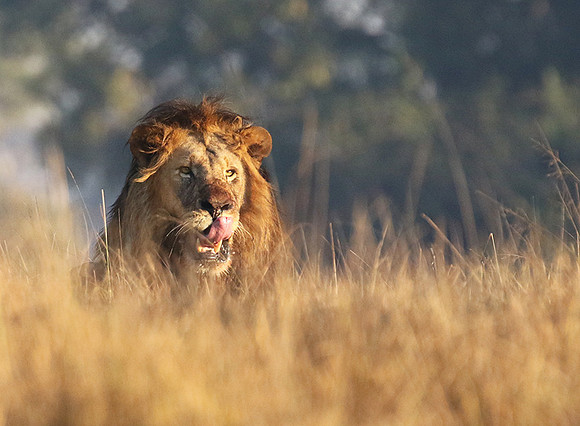 Lion General - Kafue NP