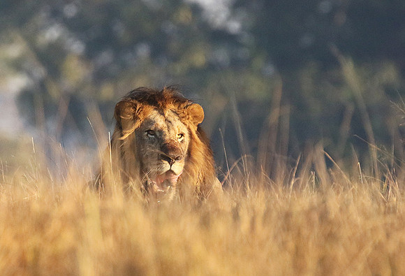 Lion General - Kafue NP