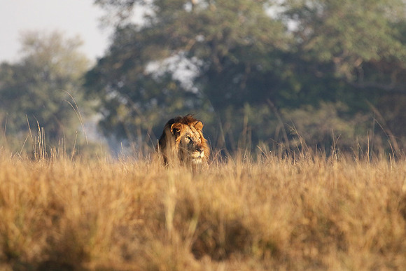 Lion General - Kafue NP
