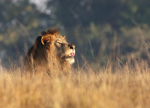 Lion General - Kafue NP