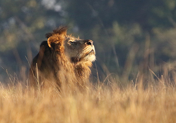 Lion General - Kafue NP