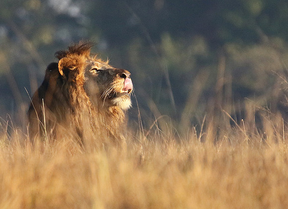 Lion General - Kafue NP