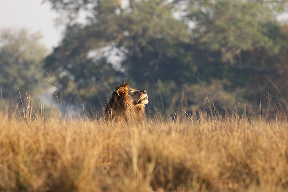 Lion General - Kafue NP