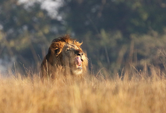Lion General - Kafue NP