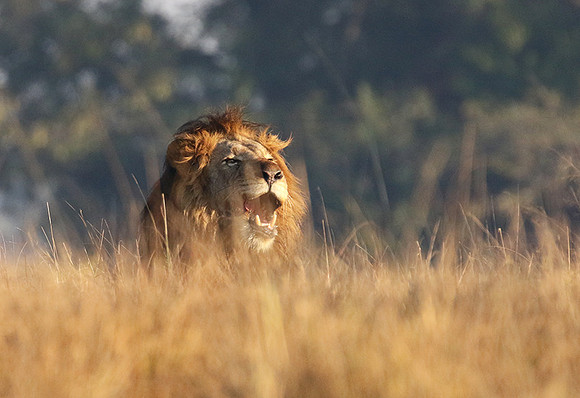 Lion General - Kafue NP