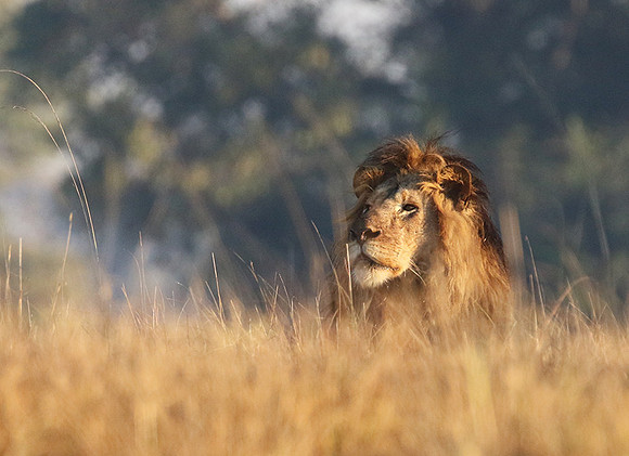 Lion General - Kafue NP