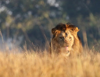 Lion General - Kafue NP
