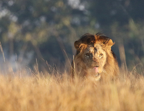 Lion General - Kafue NP