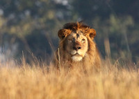 Lion General - Kafue NP