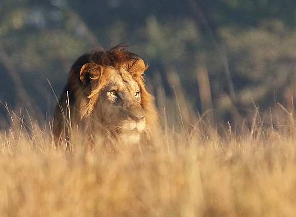 Lion General - Kafue NP