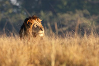 Lion General - Kafue NP