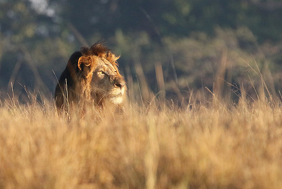 Lion General - Kafue NP