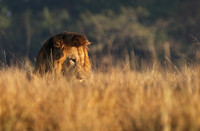 Lion General - Kafue NP