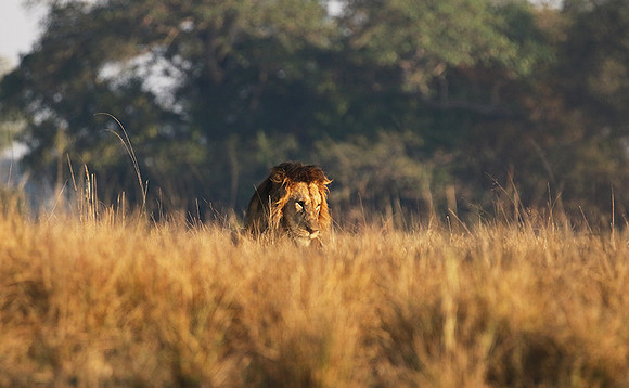 Lion General - Kafue NP