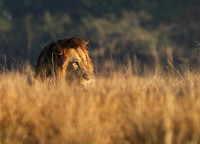 Lion General - Kafue NP