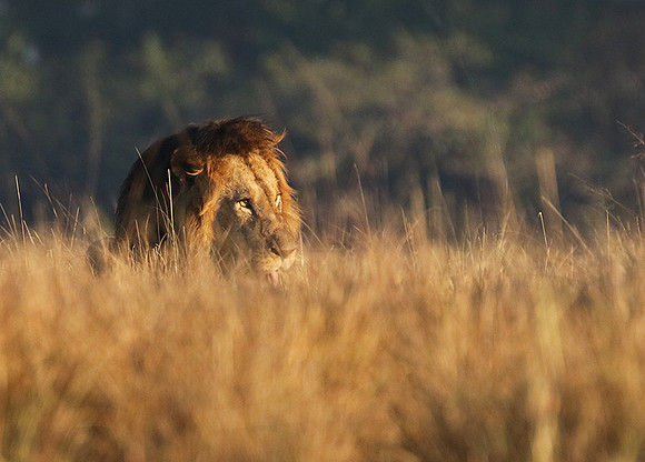 Lion General - Kafue NP