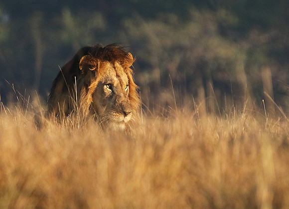 Lion General - Kafue NP