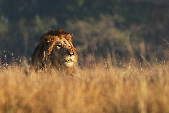 Lion General - Kafue NP