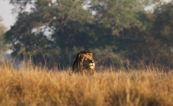 Lion General - Kafue NP