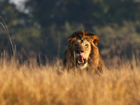 Lion General - Kafue NP